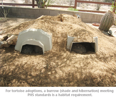 tortoise house